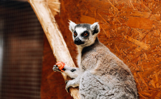 zoologico la aurora tour